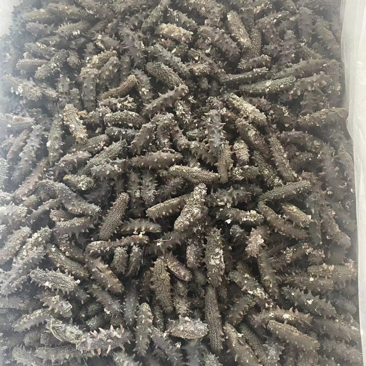 福建拉缸盐半干海参 工厂直销批发100-150头500g-阿里巴巴