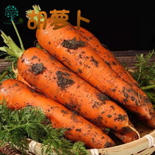 新鲜胡萝卜整箱蔬菜脆甜爽口带泥3批发5包邮10农家沙地萝卜斤现挖