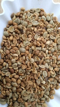 瑕疵日晒云南小粒咖啡 瑕疵豆 不良豆 烘焙练习 拉花练习 装饰豆