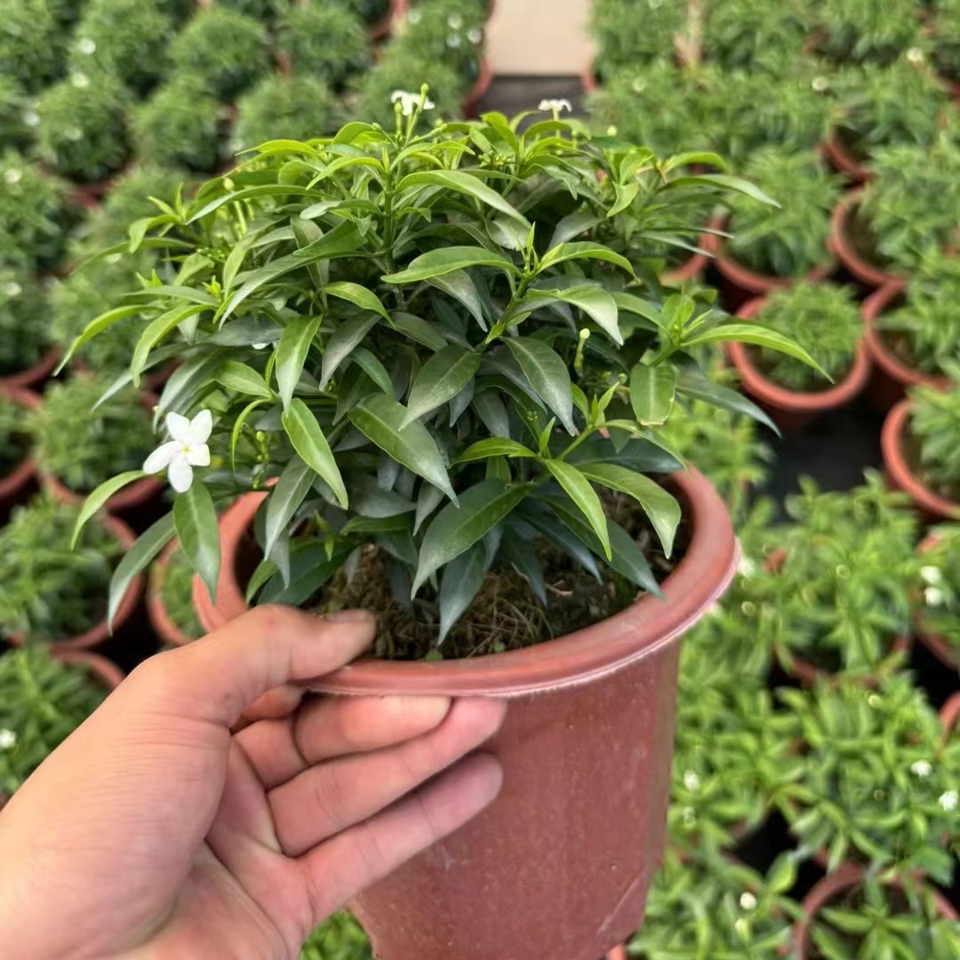 珍珠狗牙花木花园花境白色风车花卉盆栽基地供应绿化工程苗花境