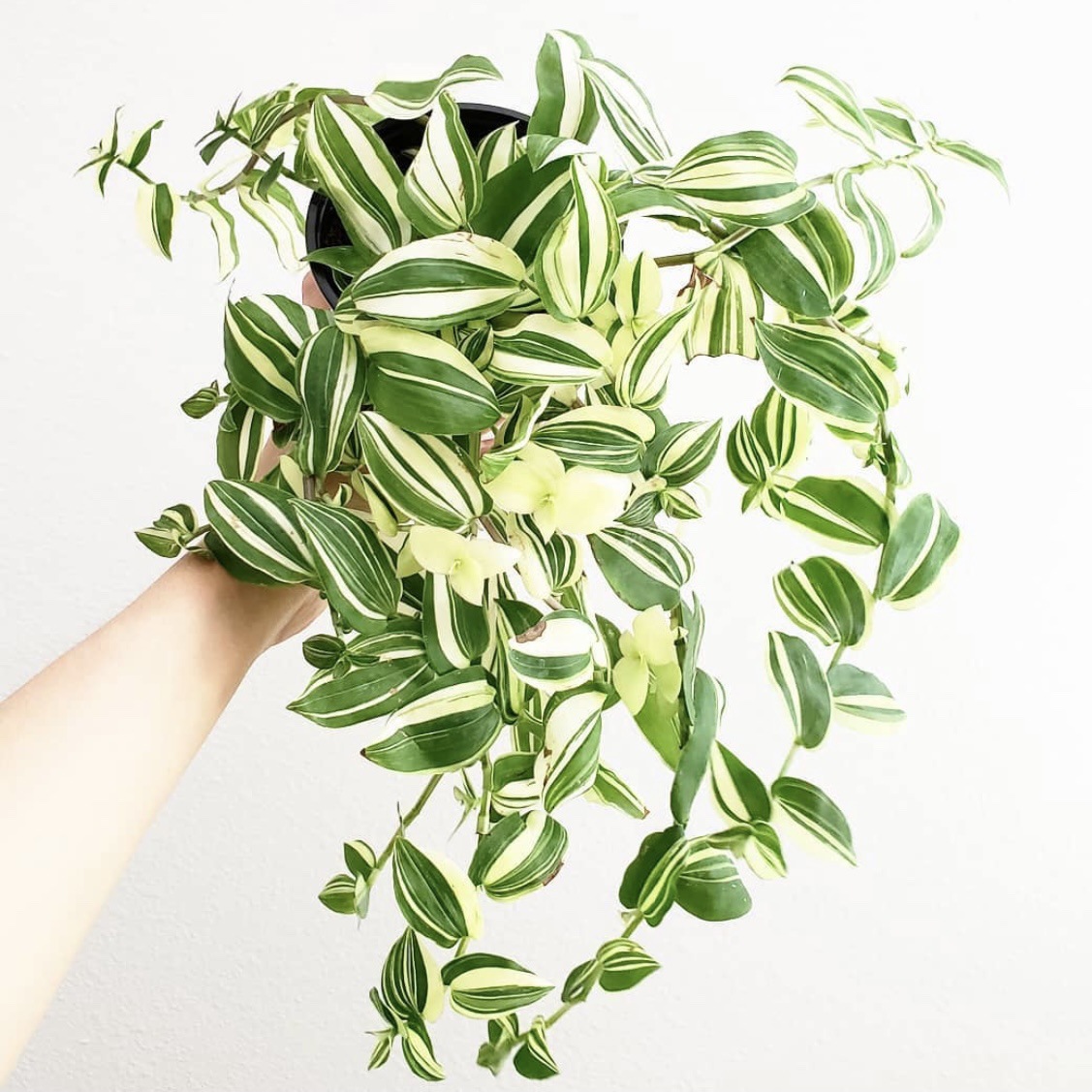 花与花器 青白玉吊兰 油画婚礼鸭跖草室内耐阴垂吊吸甲醛绿植盆栽