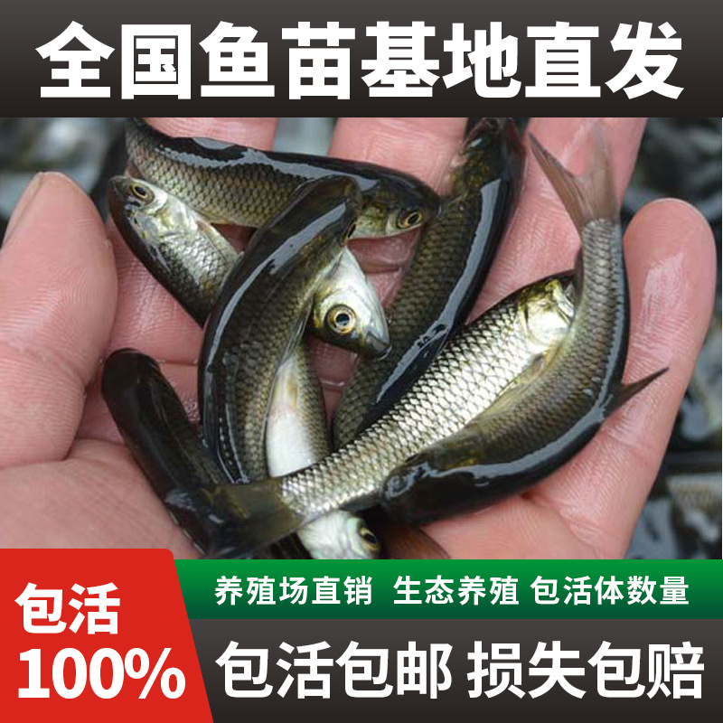 草鱼鱼苗青鱼胖头芝麻花鲢白鲢鳊鱼油鲩乌青食用活体鱼苗淡水养殖