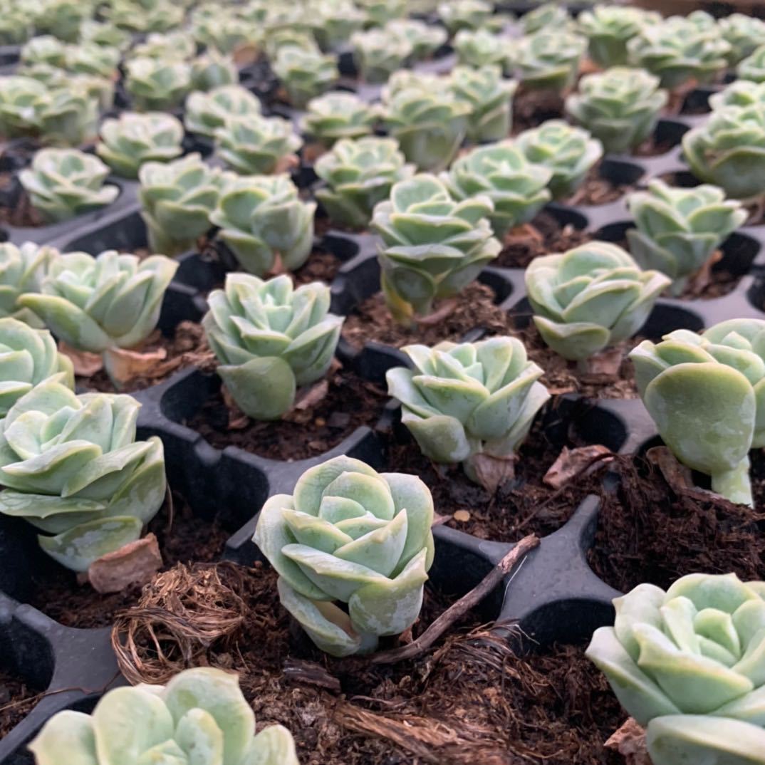 可爱玫瑰多肉植物绿植组合装饰精品盆栽易养活基地直发-阿里巴巴