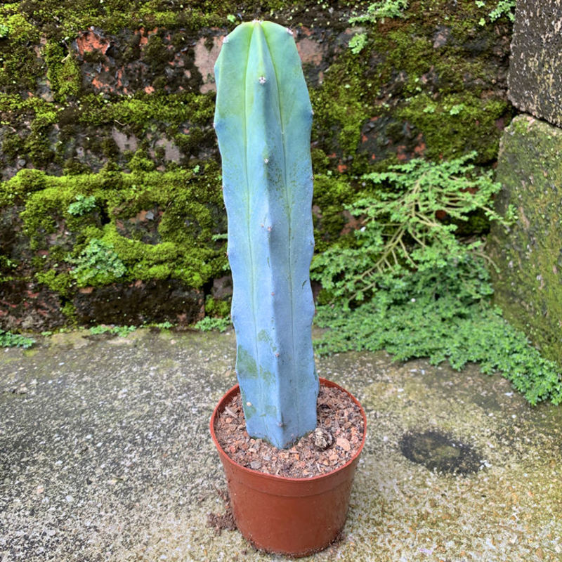 龙神木有根 仙人柱 量天尺 仙人掌 多植物盆栽室内外好养