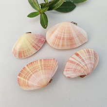 批发日月樱蛤天然海螺贝壳收藏稀有品粉蛤标本螺粉色黄色3-5厘米