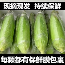 云南金银水果玉米10斤蔬菜新鲜现摘甜玉米孕妇超甜即食玉米代发