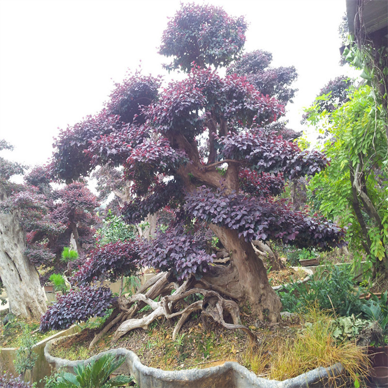 红花檵木造型继木球量大优惠园林市政绿化主体绿化厂家供应批发款