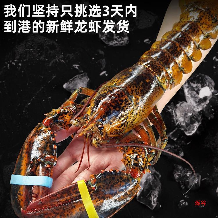 【百亿补贴臻选】波士顿龙虾鲜活大龙虾波龙奥龙加拿大澳洲小虾
