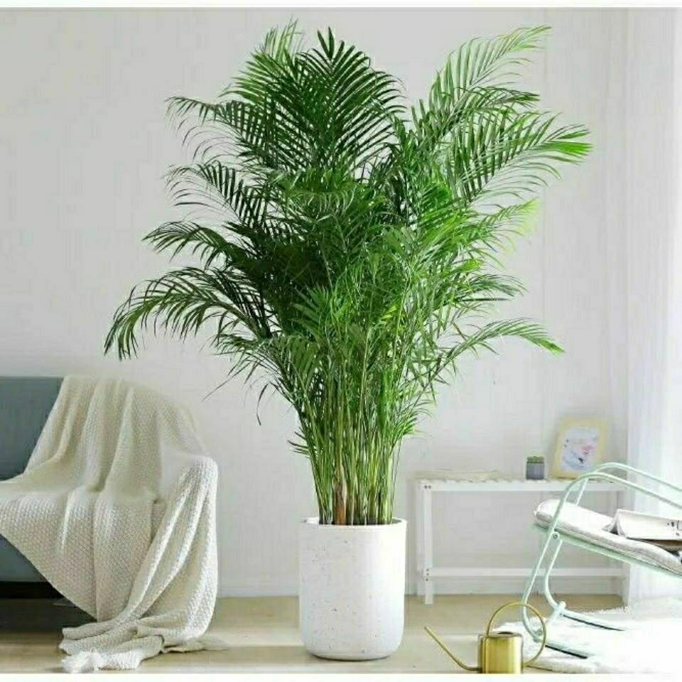 大型散尾葵凤尾竹盆栽室内客厅植物盆景网红绿植净化空气