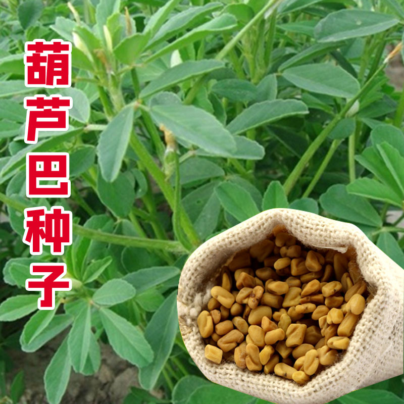 葫芦巴种子 胡芦巴胡卢巴一年生叶宝菜籽别称芸香草 香囊草可入药