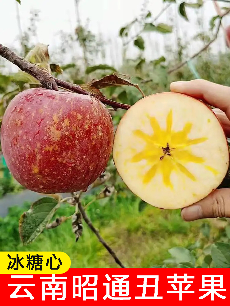 云南昭通野生苹果冰糖心丑苹果2022新鲜孕妇水果10斤红富士
