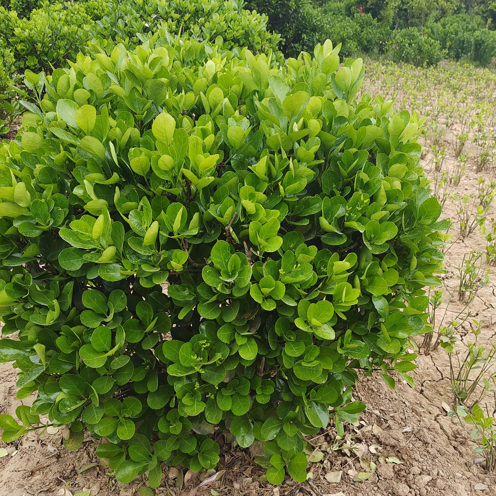 基地批发大叶黄杨球冬青球卫矛球绿化球植物庭院绿化工程篱冬青球