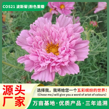 波斯菊种子四季易种易活室外阳台庭院盆栽花种重瓣混色格桑花花籽