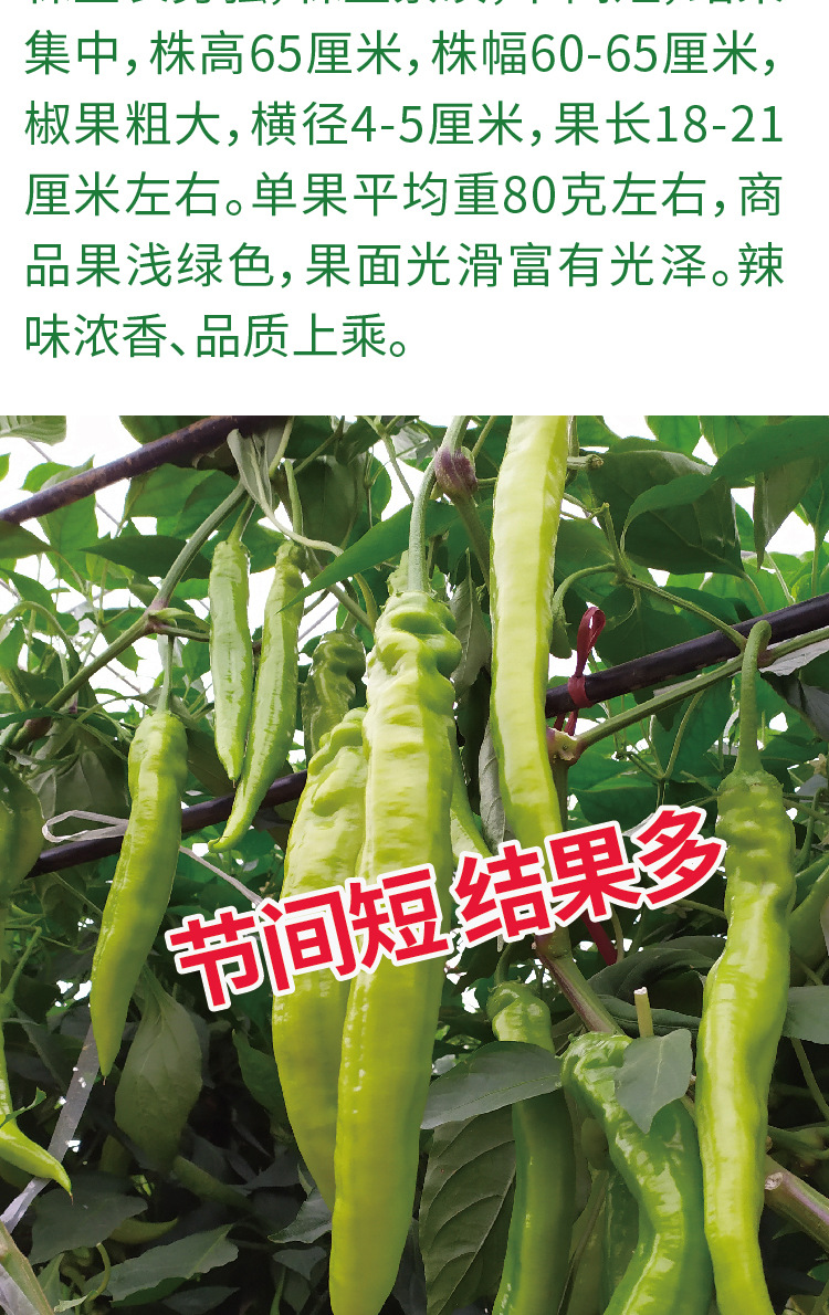 常丰大羊角辣椒种子早中熟羊角椒种籽厂家批发羊角辣椒种籽当季播