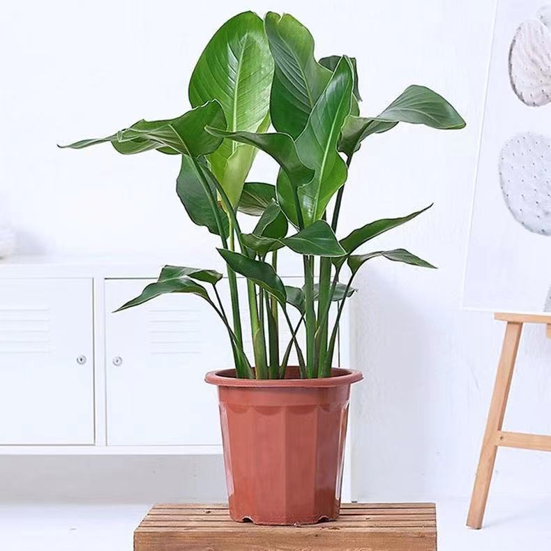 天堂鸟北欧植物盆栽室内大型植物鹤望兰客厅净化空气绿植盆栽金钻