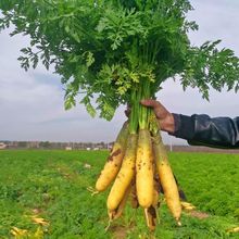 胡萝卜山西黄萝卜新鲜蔬菜生吃脆甜黄皮新疆手抓饭萝卜非红皮萝卜