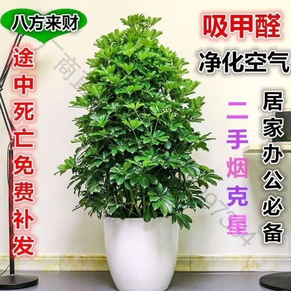 鸭脚木七叶莲招财树八方来财盆栽办公室客厅大型绿植吸甲醛好养树
