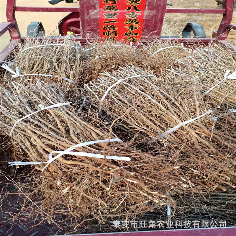 枣树苗基地 酸枣树苗冬枣树苗提供种植技术当年结果1-5公分枣树苗