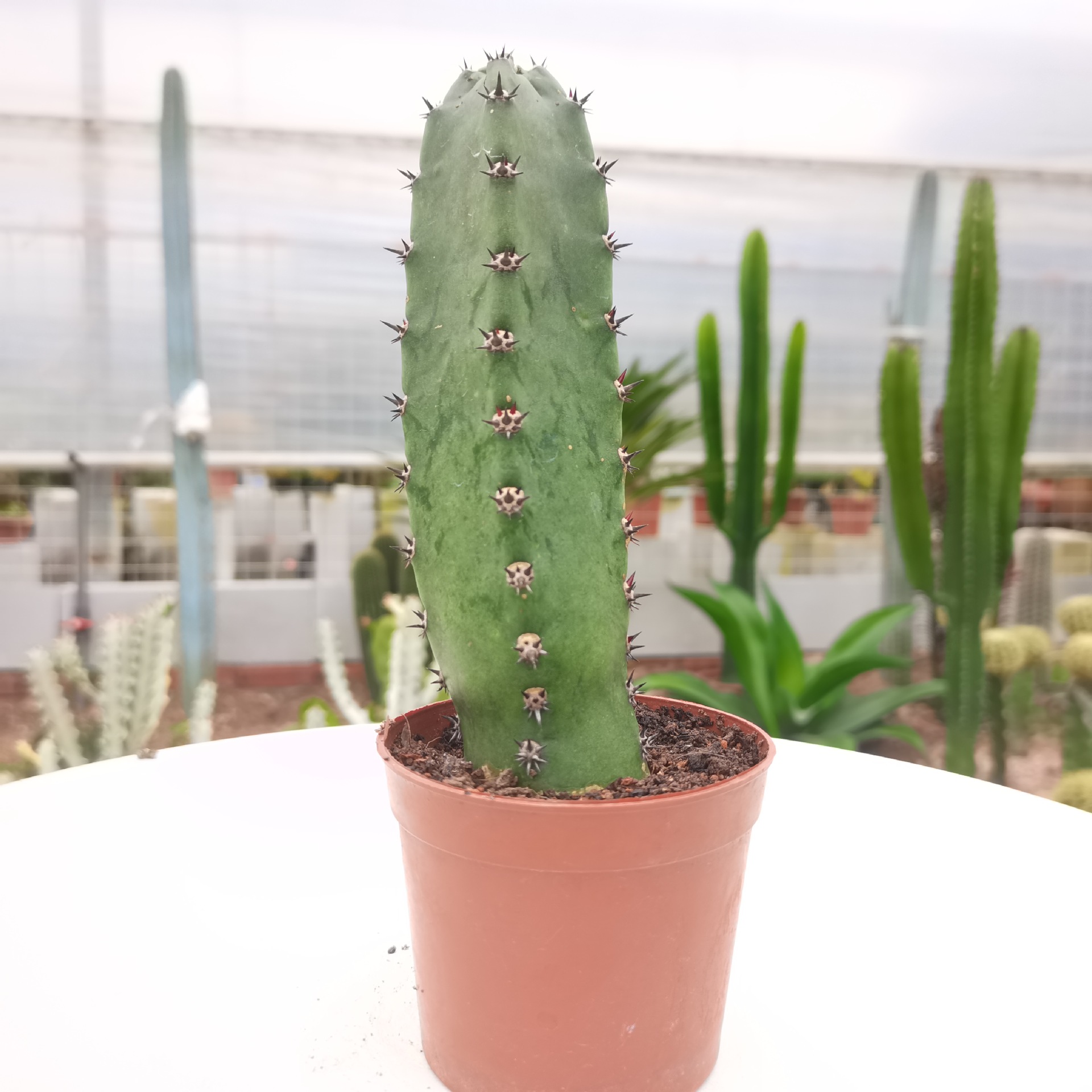 【产地直发】仙人球仙人柱仙人掌批发 金青阁 飞龙 龙神木 幸福柱