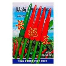 陆霸长把王大果朝天椒种子硬果抗病中早熟辣椒种籽高抗炭蛆烂果病