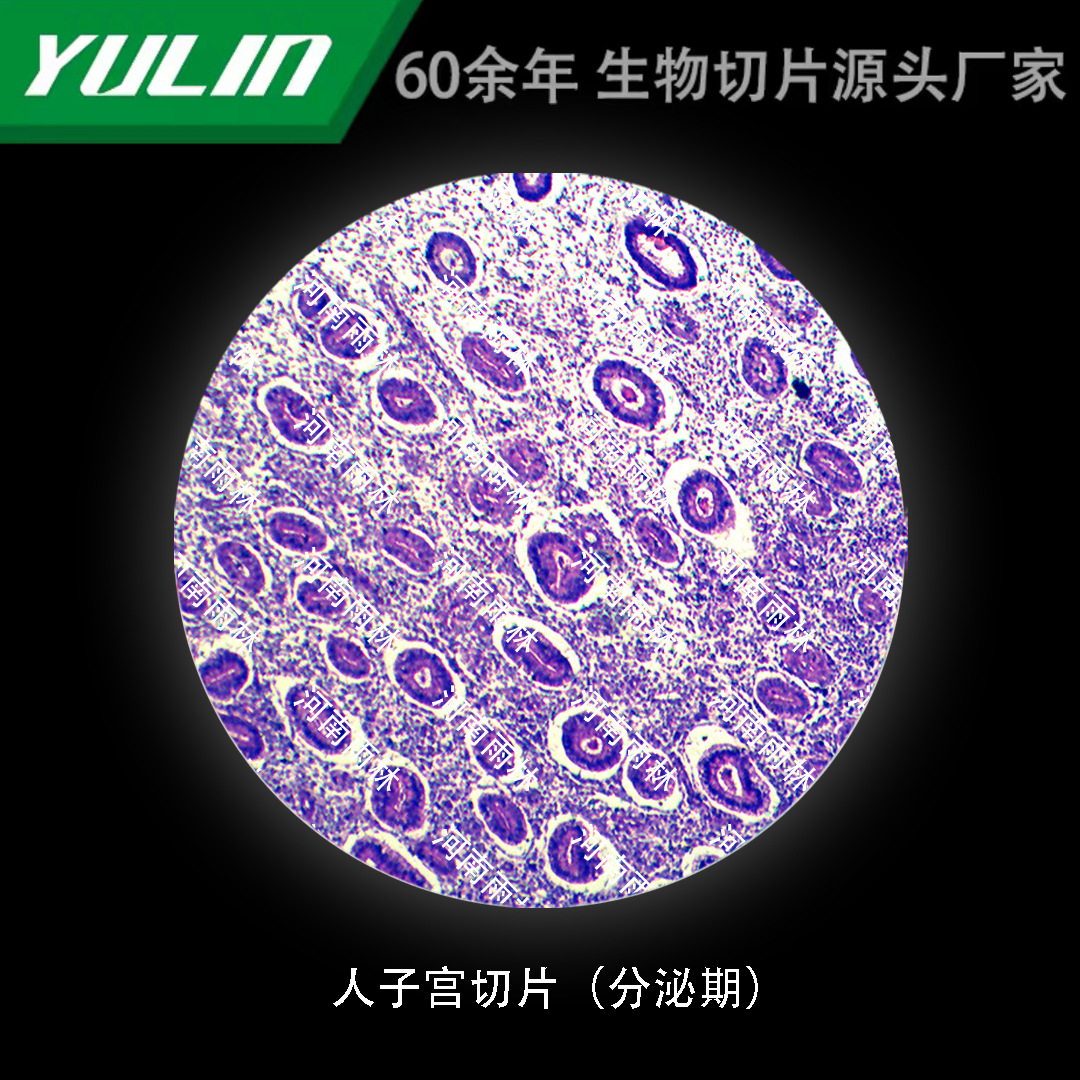 人子宫切片(分泌期)高校医学院校用组织病理石蜡玻片标本显微镜-阿里