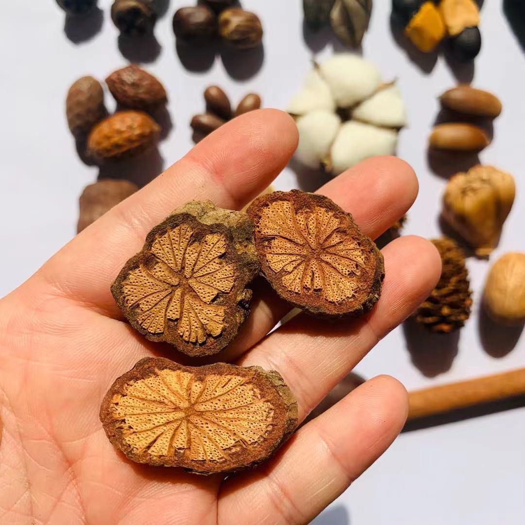 各类松壳松果路路通油松果圣诞挂件室内摆饰diy材料标本幼儿园