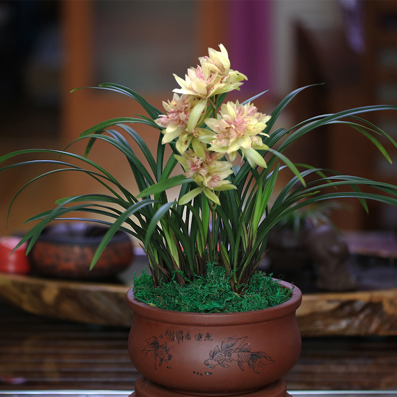 带花苞兰花苗浓香奇花建兰富山奇蝶四季好养室内花卉盆栽植物绿植