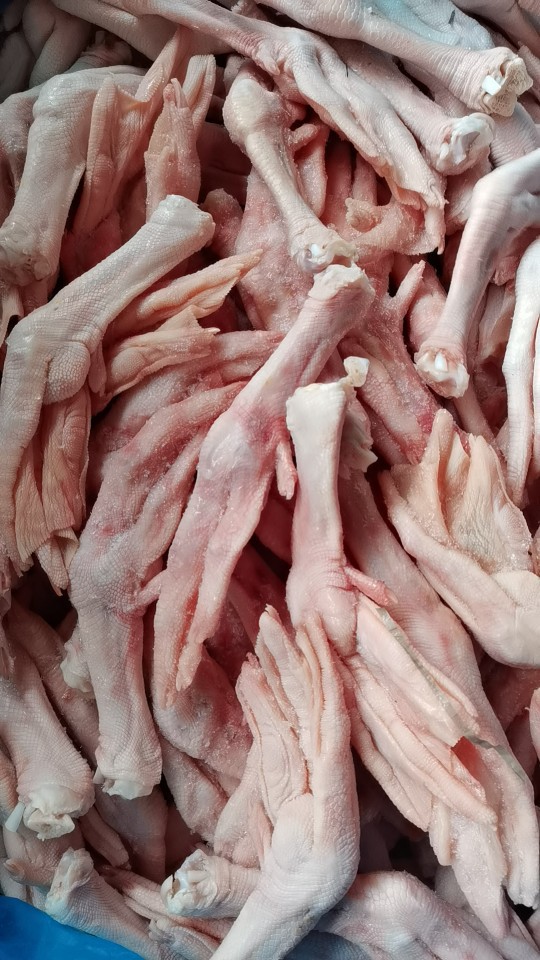 5至6个一斤波兰鹅脚朗德鹅种大鹅爪大鹅掌卤水鹅掌鲍汁扣掌专用