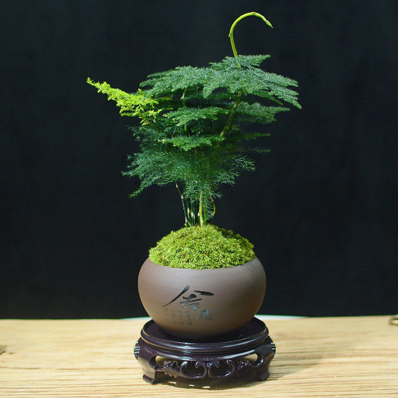 文竹绿植室内盆栽植物空气好养办公室四季青桌面创意小型盆景