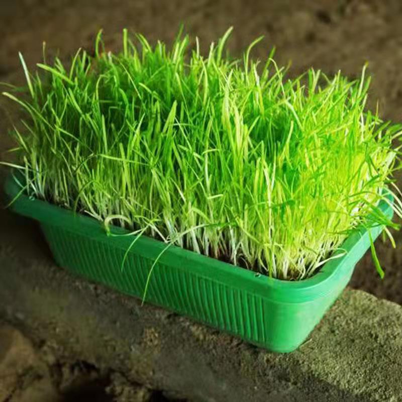 南宫特产黄韭盆景紫根带盆韭黄韭菜室内阳台水培盆栽韭菜根苗种植