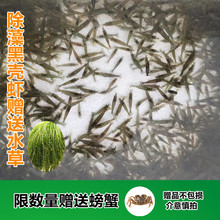 黑壳虾除藻淡水活体宠物水草清洁饲料工具鱼缸小草缸造景观赏虾粮