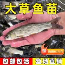 草鱼苗淡水活体淡水好养殖食用小鱼苗活物冷水皖鱼黑鱼草鱼活鱼苗