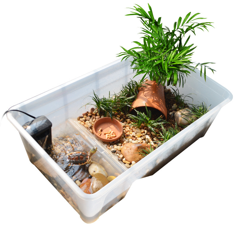 生态龟苗乌龟扩展缘黄箱龟水陆水造景垫陆龟养殖逃逸箱造景陆龟红