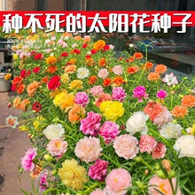 重瓣太阳花种子花种子花籽四季开花室内室外庭院花园花卉易活包邮