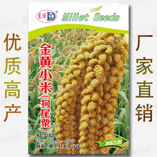 约2500粒金黄小米种子 狗尾粟籽 谷子 黄金小米籽批发 春夏季优质