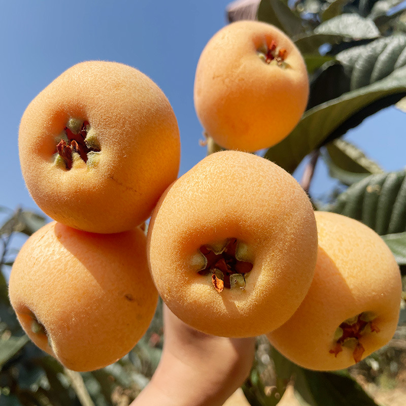 攀枝花米易大五星枇杷5斤新鲜当季水果现摘农家琵琶宝宝甜大果10