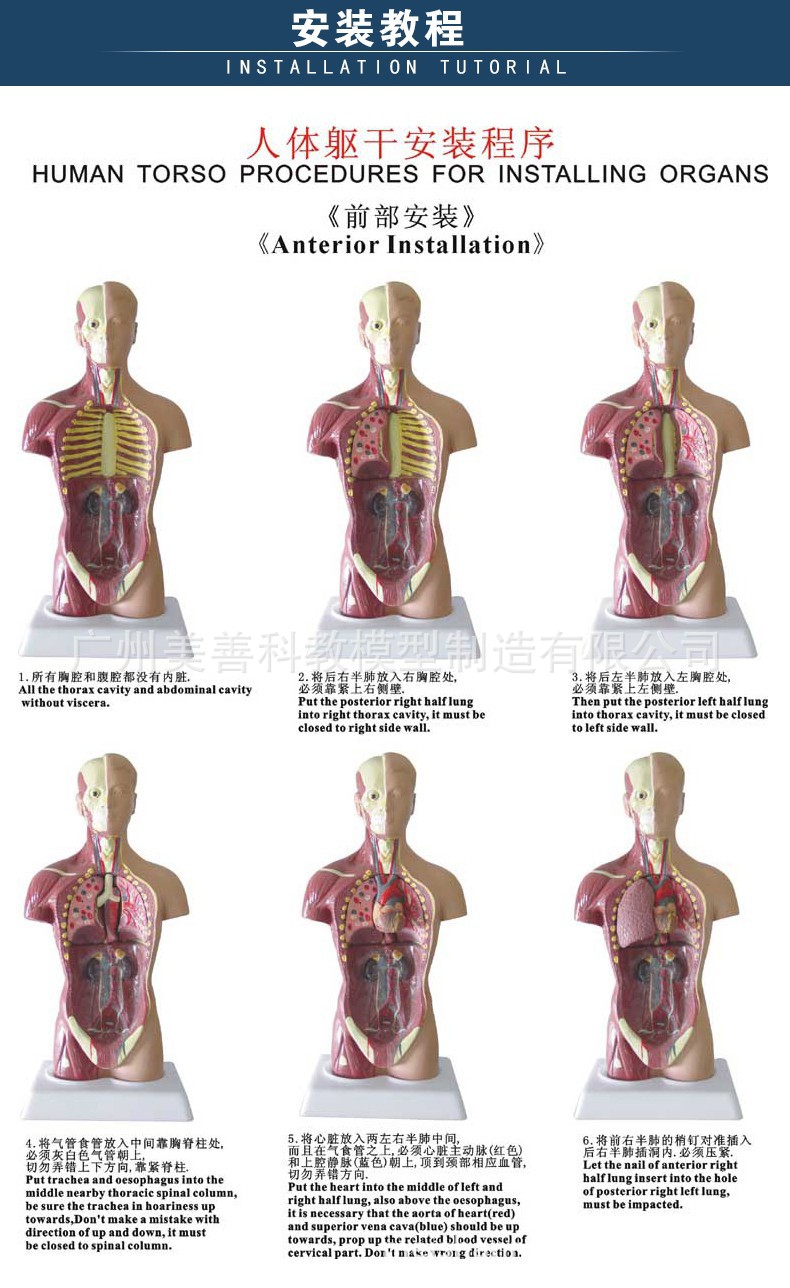 人体模型 28cm躯干 人体内脏解剖模型 医学教具骨骼 儿童益智玩具