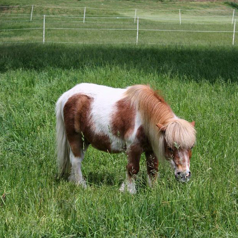 云南省出售观赏矮马 旅游区矮马 矮马报价-阿里巴巴