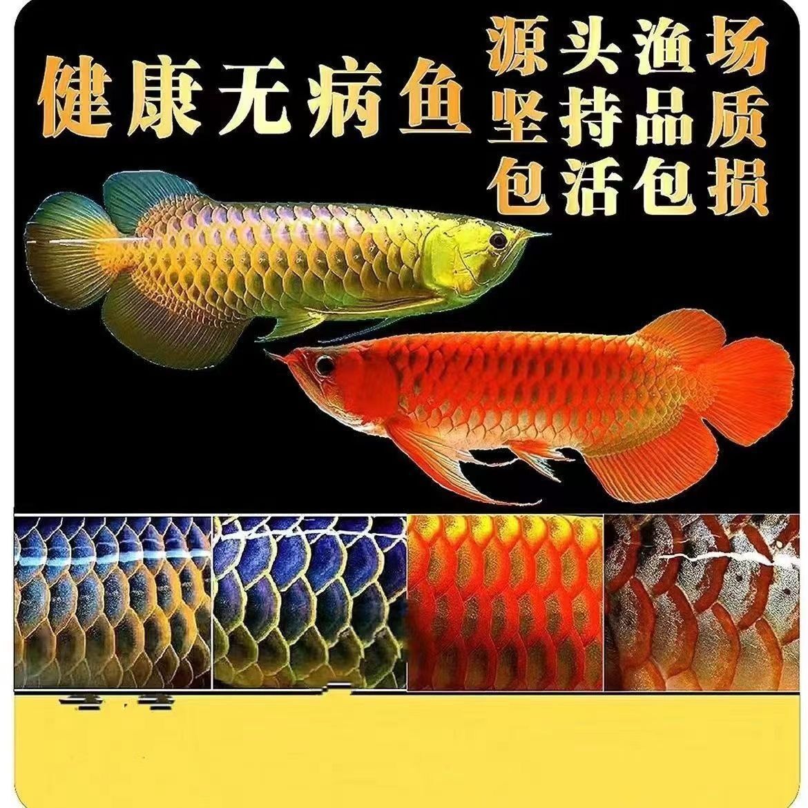 捡漏红龙鱼苗辣椒紫嫣大湖红龙鱼金龙鱼银龙鱼苗随机发热带观赏鱼