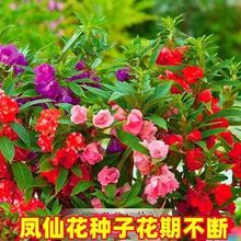新鲜凤仙种子混色指甲花室内四季播种庭院阳台花公园小区绿化开花