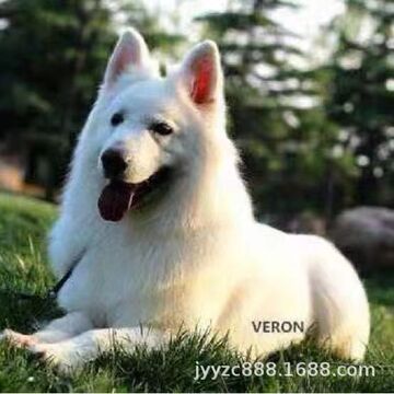 批发纯种瑞士牧羊犬幼犬活体狗狗白色德牧护卫犬工作犬宠物犬小狗