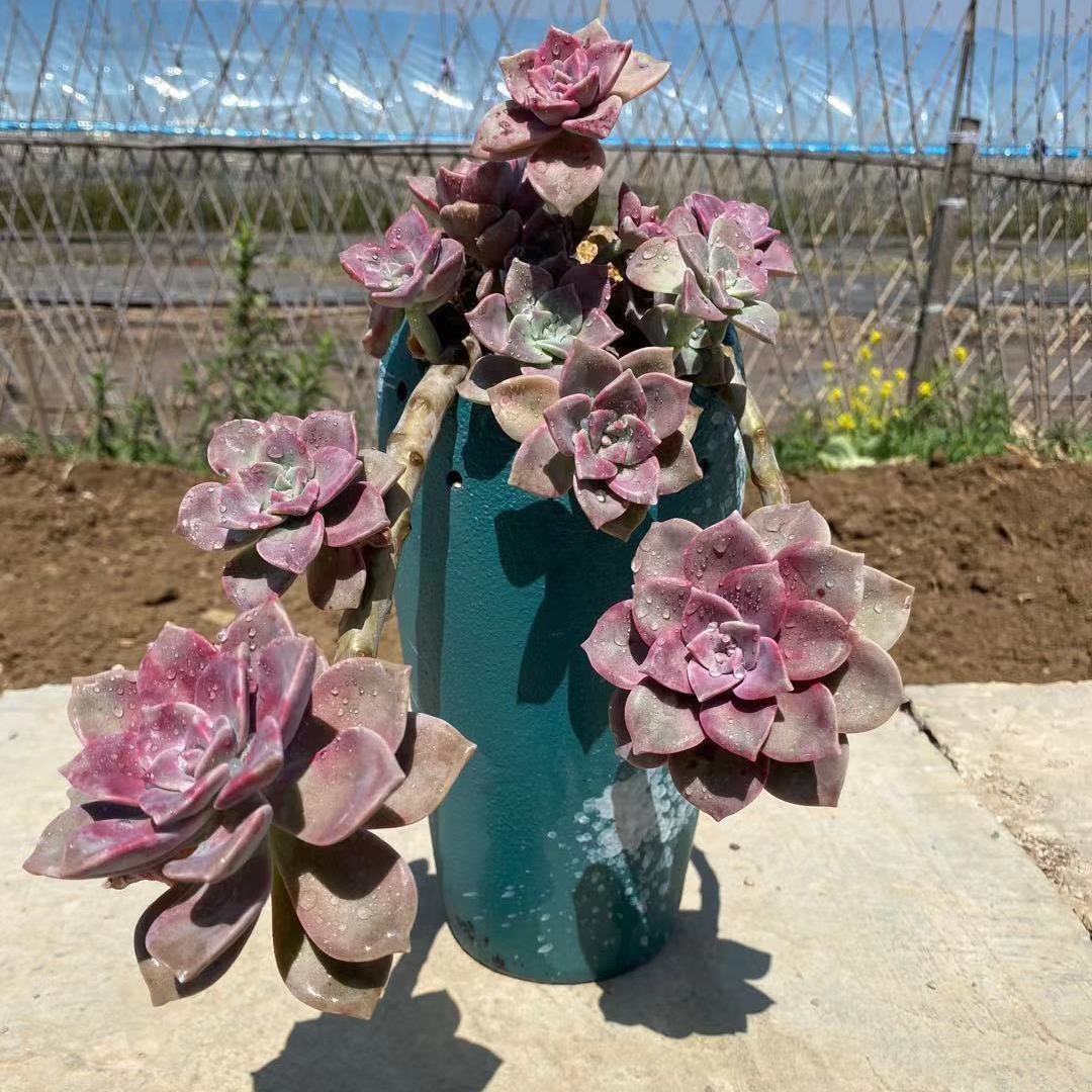 紫乐多肉老桩悬崖桩超大特大砍头苗肉肉植物景天科露养绿植盆栽包