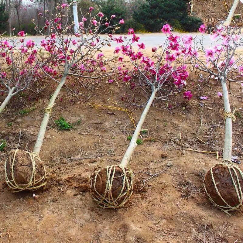 玉兰树苗红黄紫玉兰庭院别墅造景阳台盆栽行道树广玉兰地栽绿植