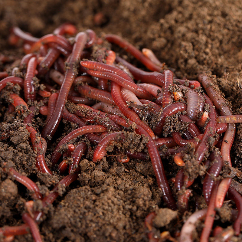 蚯蚓活饵活体鲜活钓鱼鱼饵红蚯蚓散装盒装黄鳝饵料黑蚯蚓红钓鱼虫