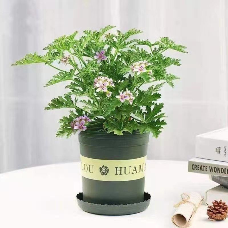驱蚊草盆栽驱蚊虫植物室内阳台防蚊防虫子好养花卉香叶天竺葵绿植