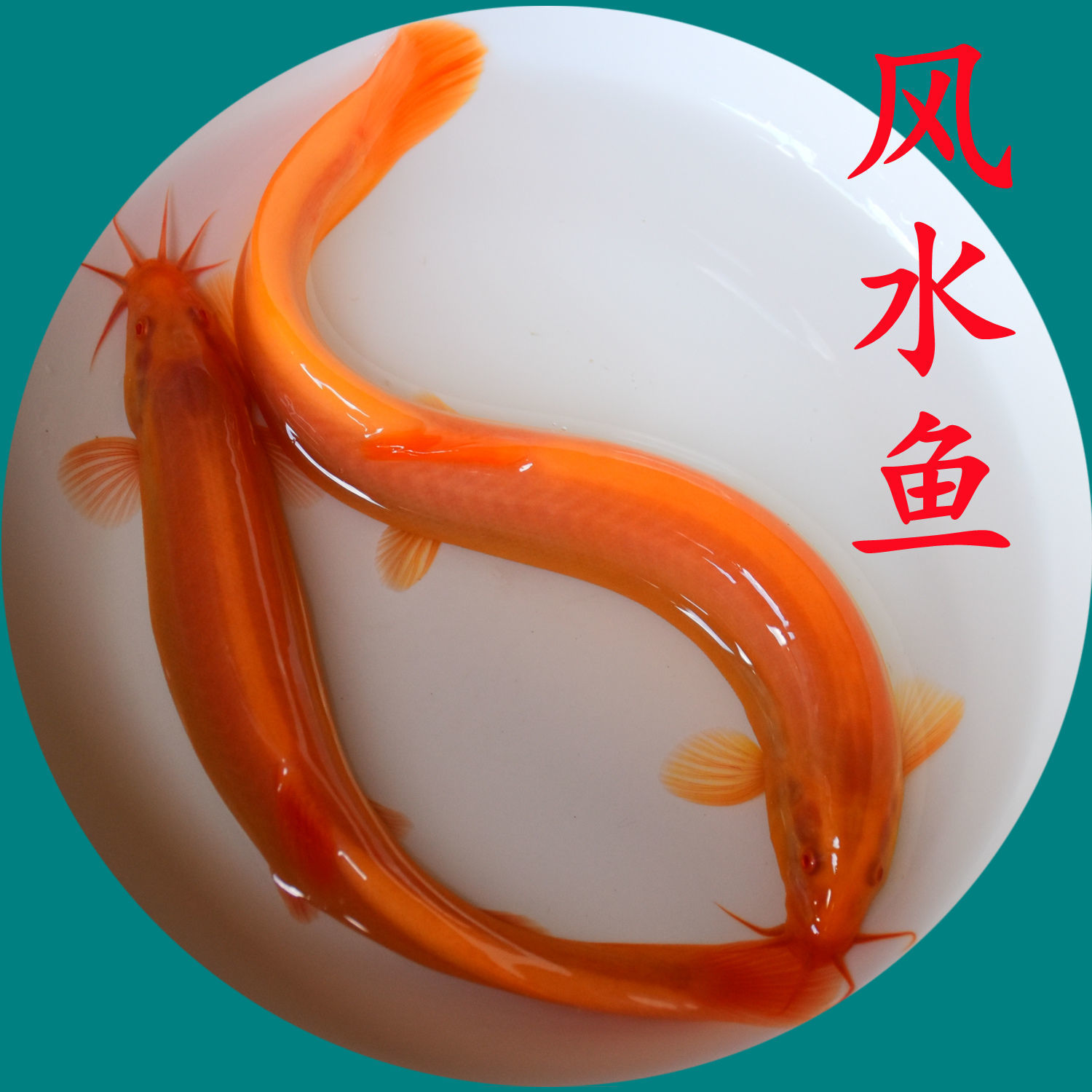 黄金鳅观赏鱼活体招财小金龙黄金泥鳅冷水鱼风水鱼清洁鱼清道夫鱼