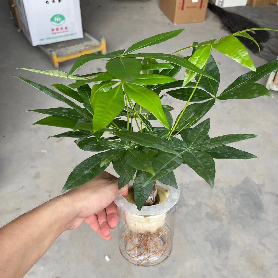 【基地直批】110#硬瓶发财树水培小盆栽办公室桌面客厅好养花卉
