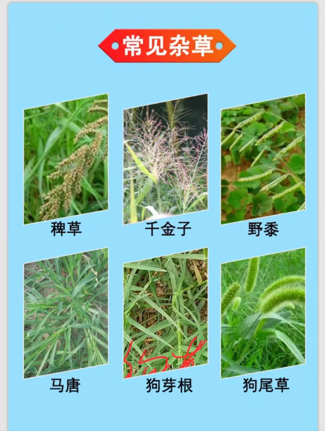 35%恶唑氰氟草酯恶唑酰草胺水稻田直播苗后除草剂禾本科杂草正品