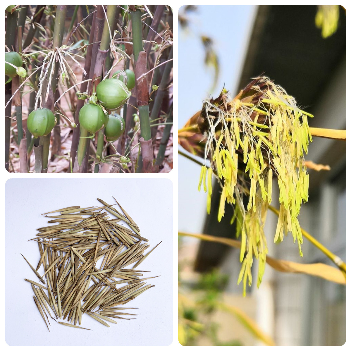 毛竹种子青竹种子刚竹四季竹子雷竹食用竹笋大青竹黄竹林木种子