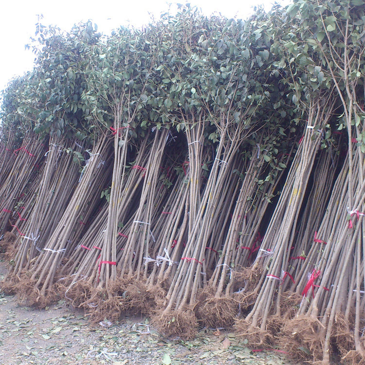 公分大叶女贞价格